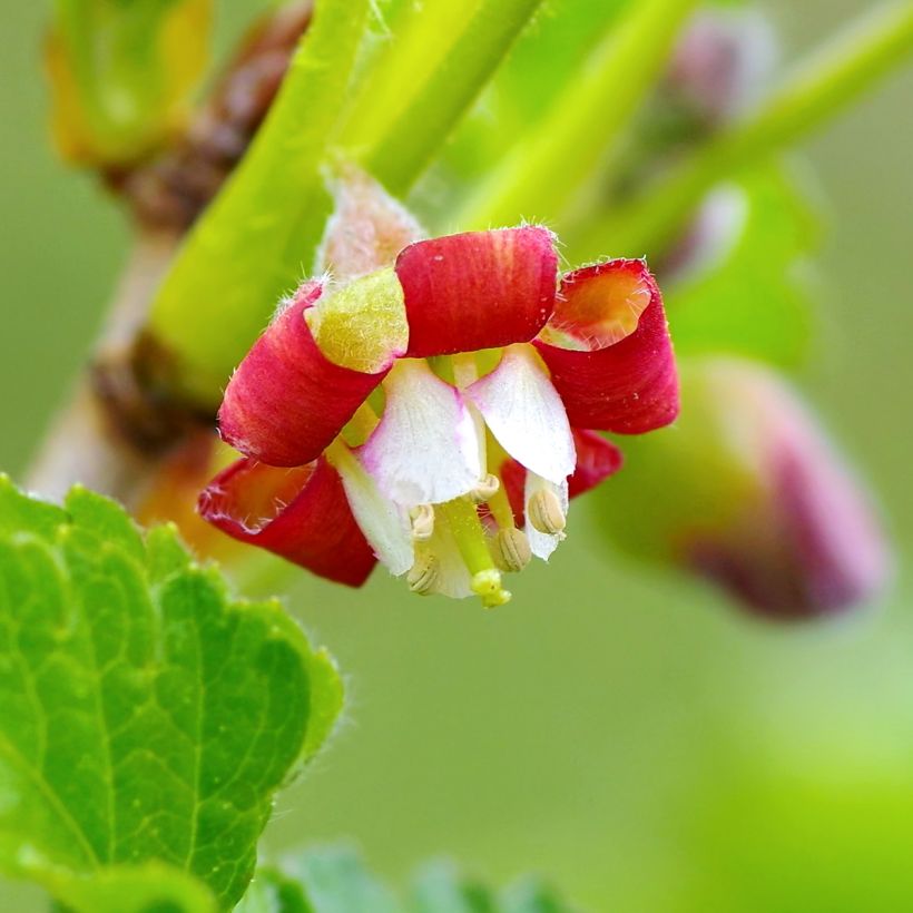 Ribes nidigrolaria Jostaberry (Flowering)