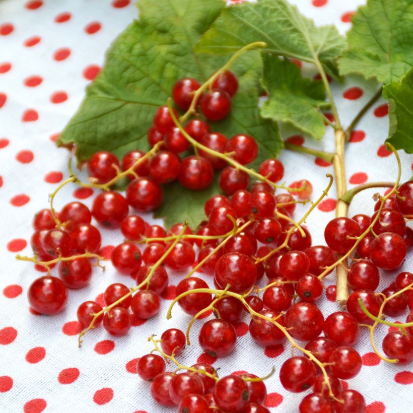 Redcurrant Red Lake - Georges Delbard (Harvest)