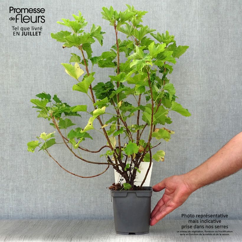 Redcurrant Red Lake - Georges Delbard 2L/3L pot, Bush sample as delivered in summer