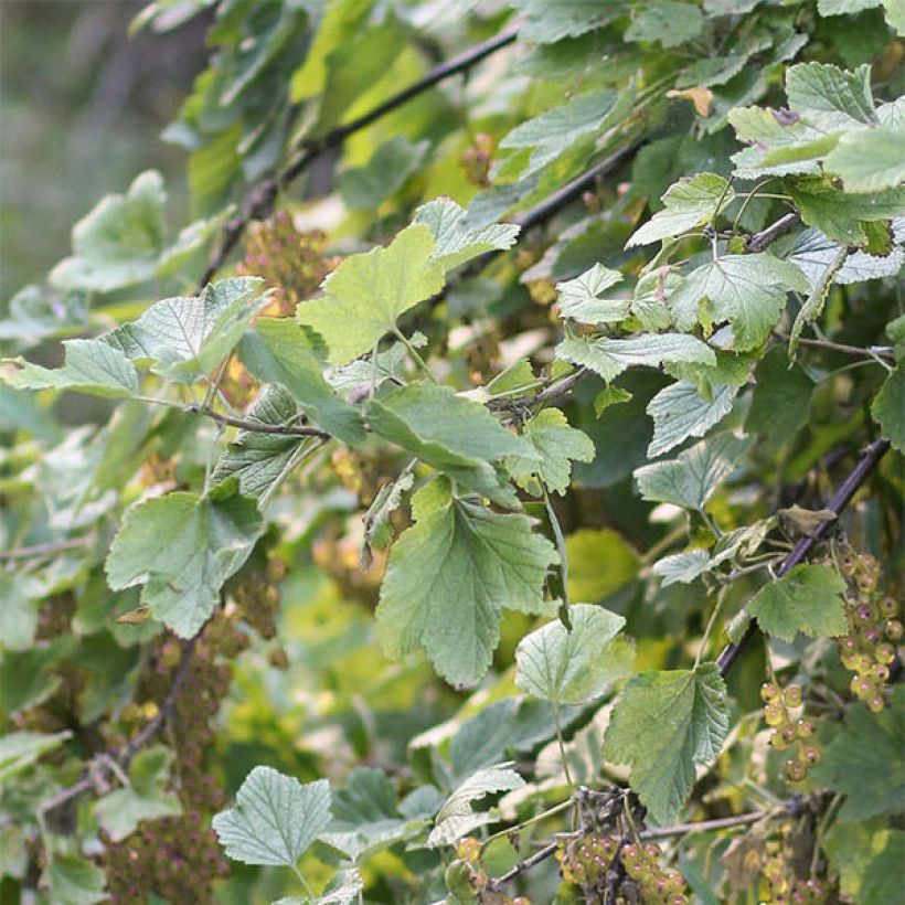 Ribes rubrum Hollande blanche - Whitecurrant (Foliage)