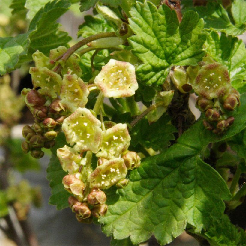 Ribes rubrum Hollande blanche - Whitecurrant (Flowering)