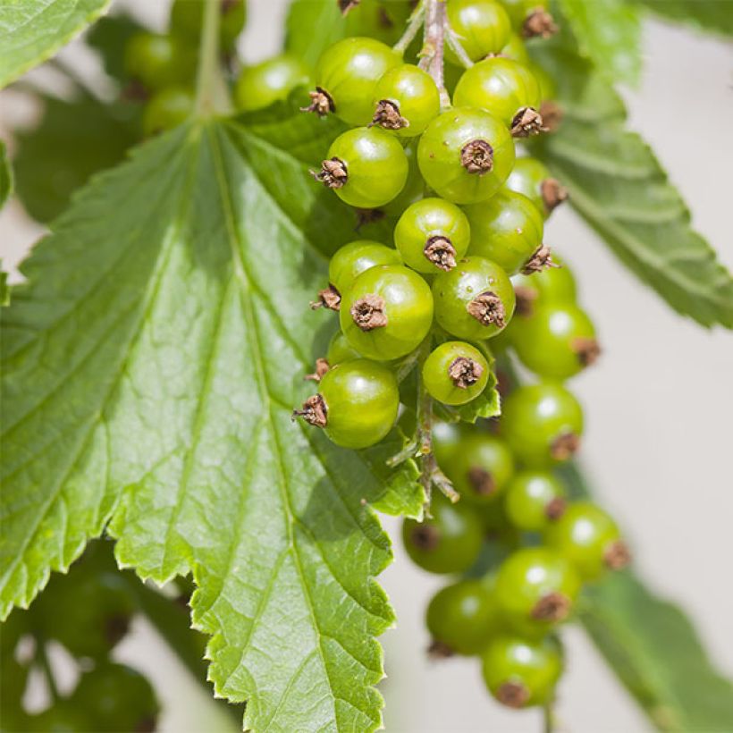 Ribes rubrum Hollande blanche - Whitecurrant (Harvest)