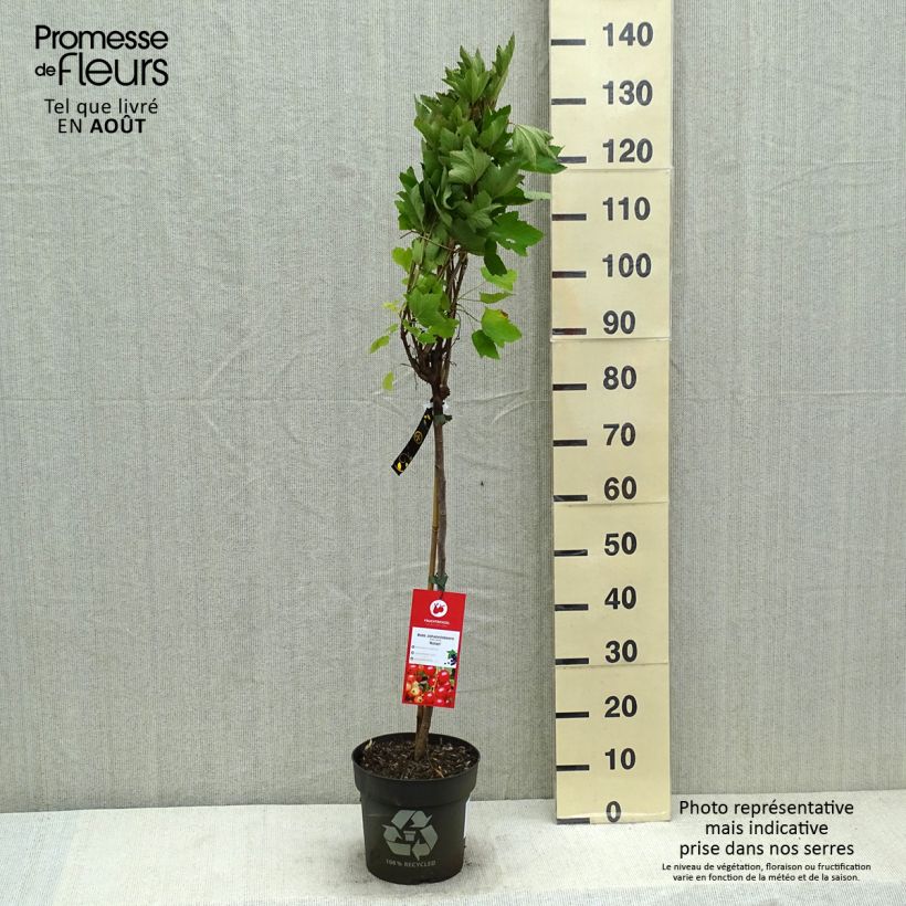 Redcurrant Rola - Ribes rubrum 6L/7L pot sample as delivered in summer