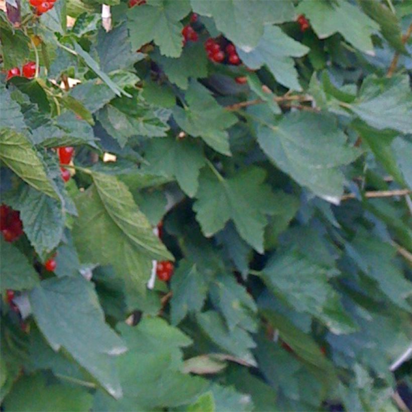 Ribes rubrum Rovada - Redcurrant (Foliage)
