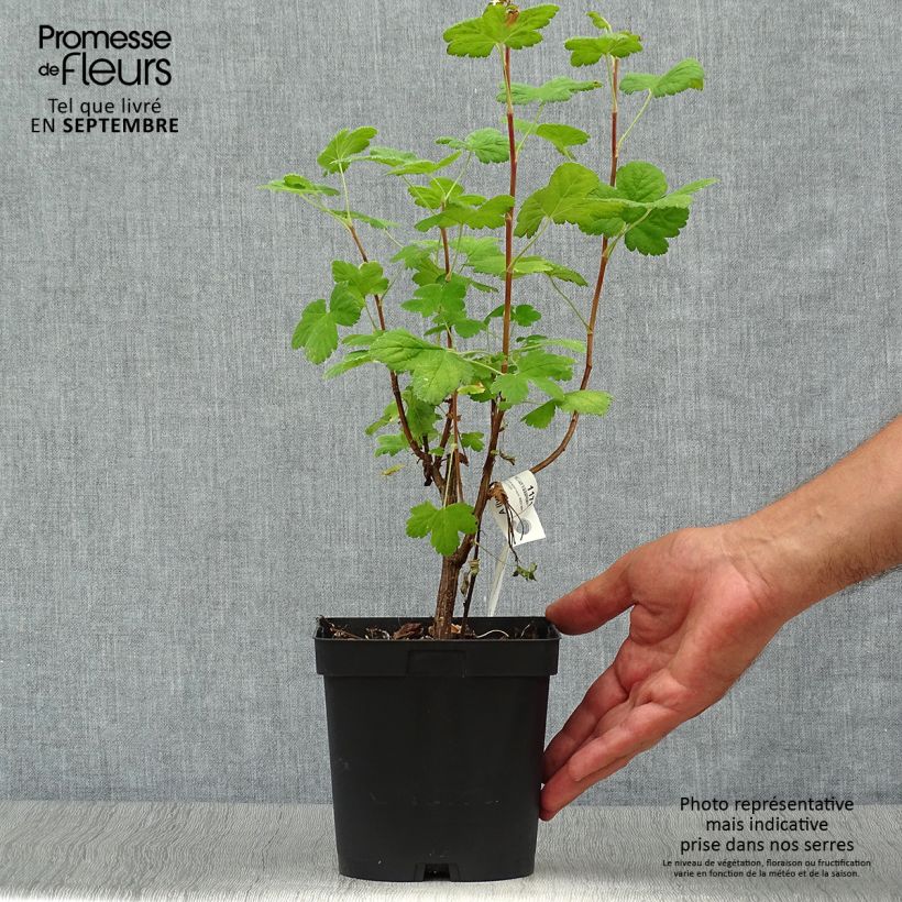 Ribes sanguineum Red Bross - Flowering Currant 2L/3L pot sample as delivered in autumn