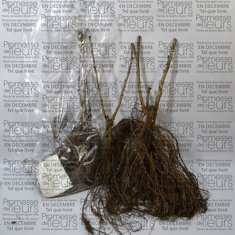 Example of Ribes rubrum Blanka - Whitecurrant Bare root specimen as delivered