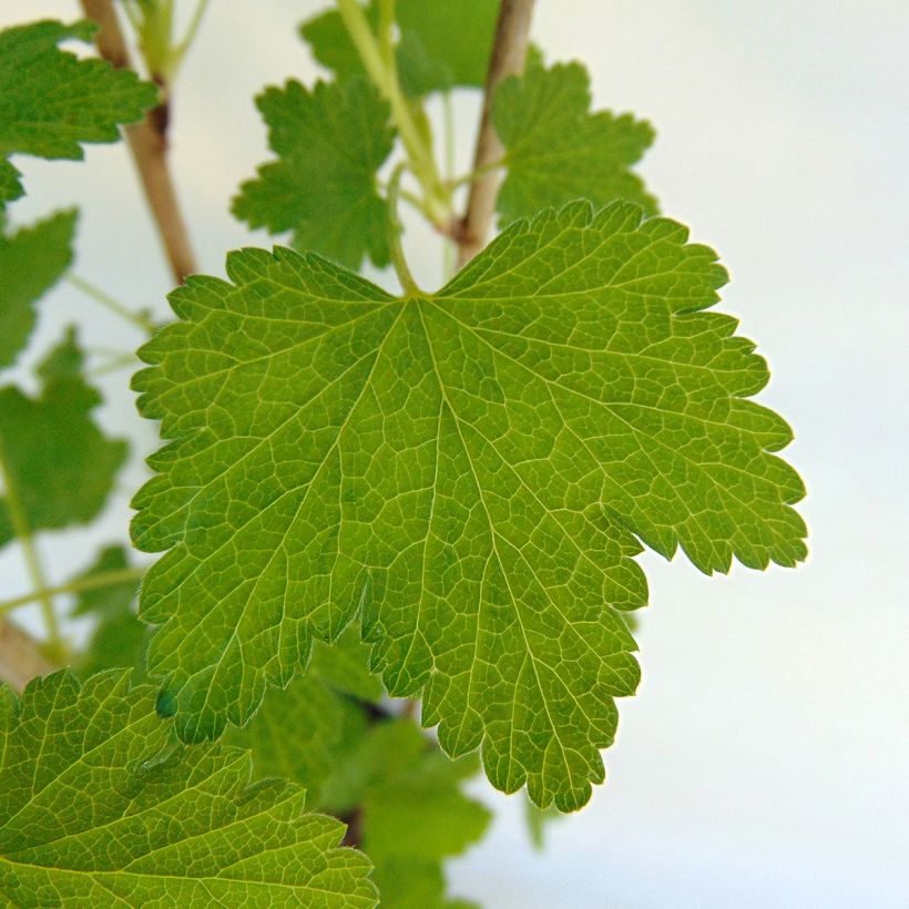 Pinkcurrant Gloire de Sablons - Ribes rubrum (Foliage)