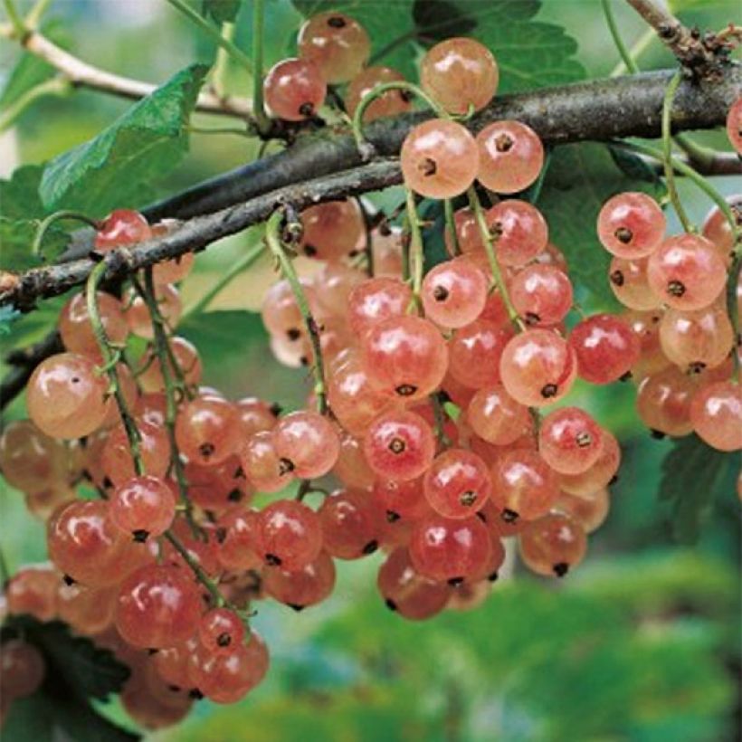 Pinkcurrant Gloire de Sablons - Ribes rubrum (Harvest)