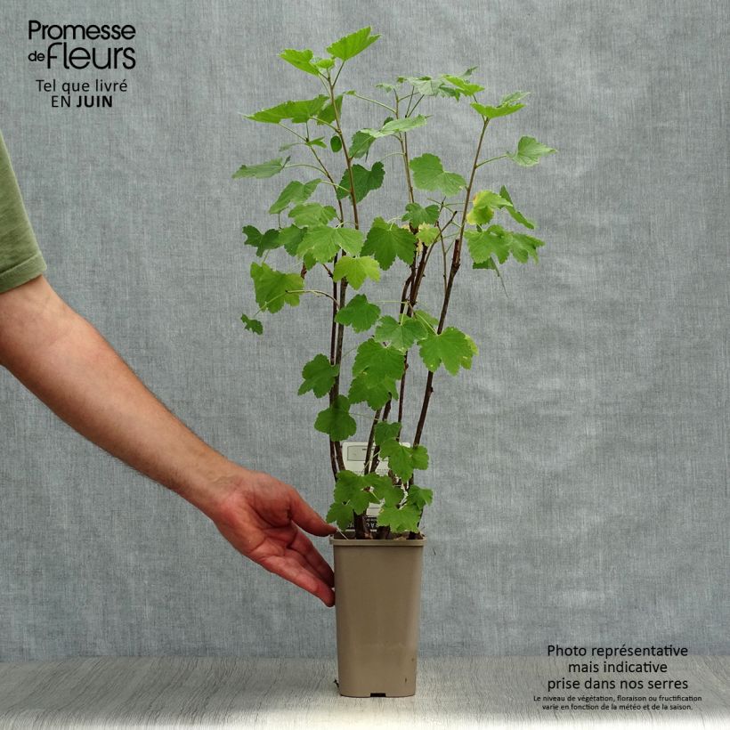 Pinkcurrant Gloire de Sablons - Ribes rubrum 1L/1.5L pot, Bush sample as delivered in summer
