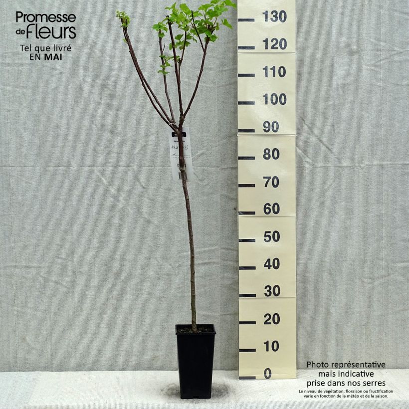 Ribes rubrum Jonkheer van Tets - Redcurrant 1.5L/2L pot sample as delivered in spring