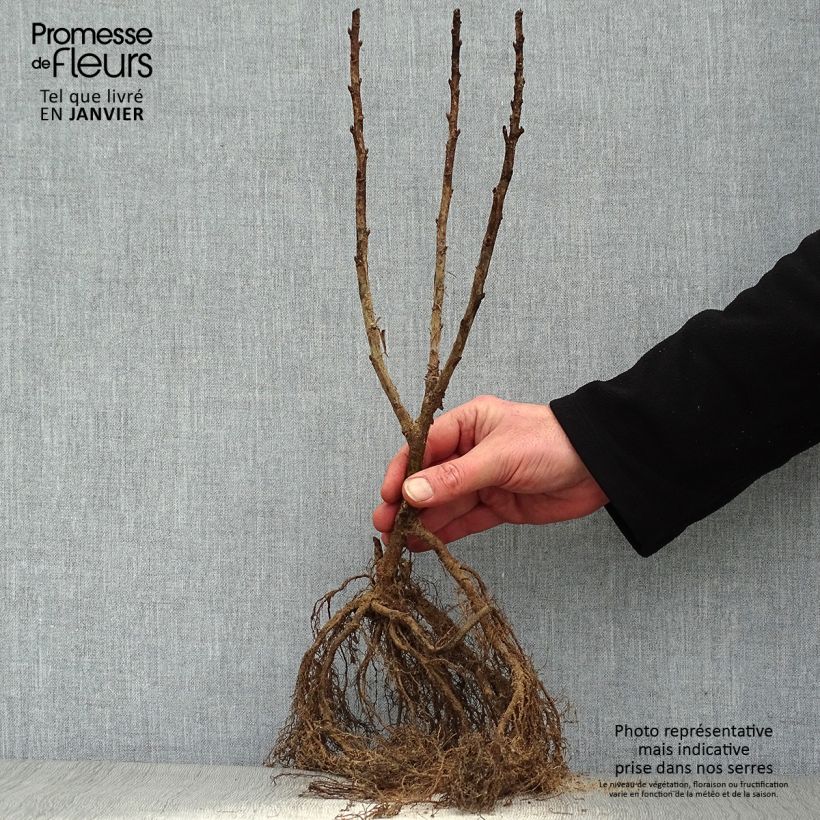Ribes rubrum Junifer - Redcurrant Bare root, Bush sample as delivered in winter