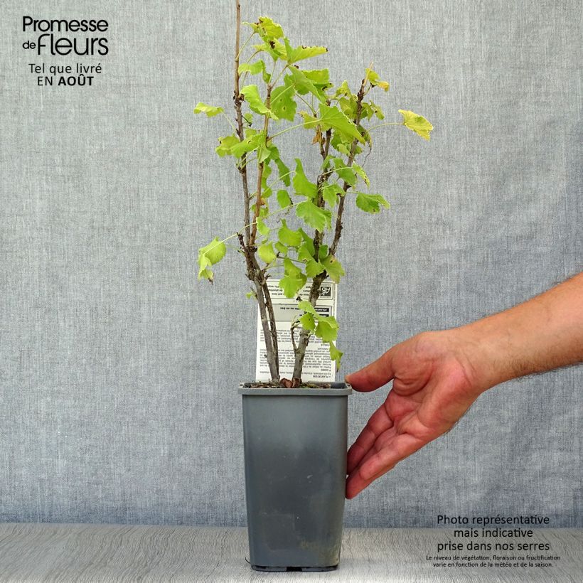Redcurrant London Market - Ribes rubrum 1.5L/2L pot, Bush sample as delivered in summer