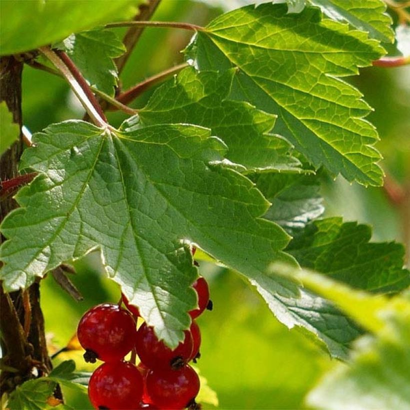 Redcurrant London Market - Ribes rubrum (Foliage)