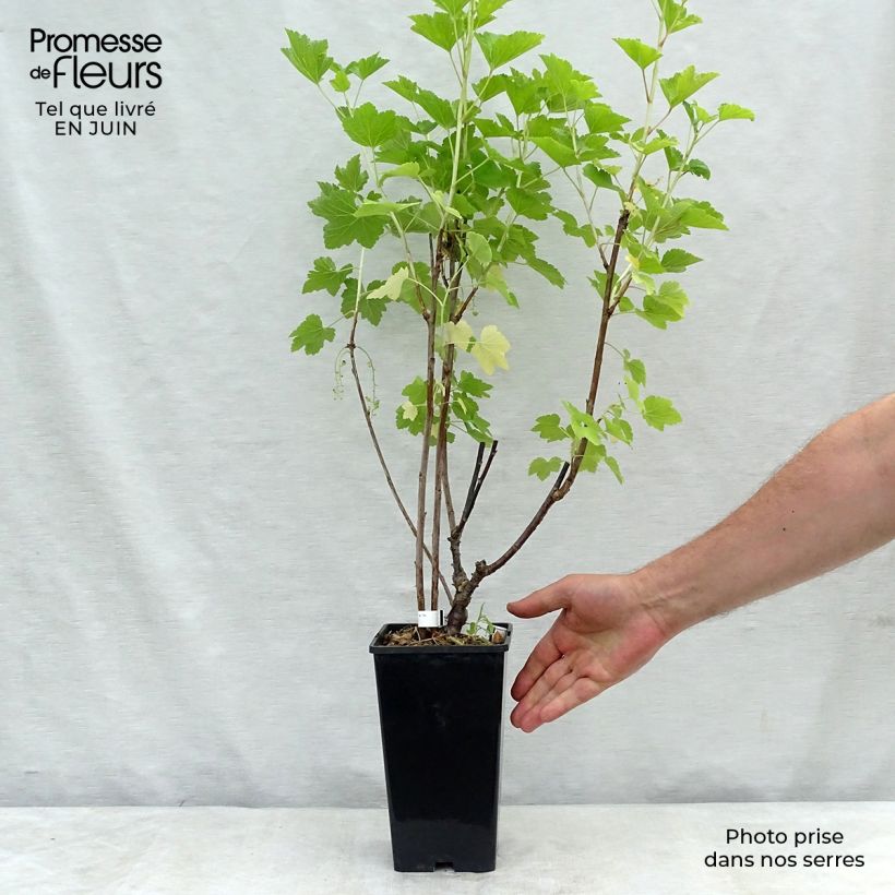 Ribes rubrum London Market - Redcurrant 1.5L/2L pot sample as delivered in summer