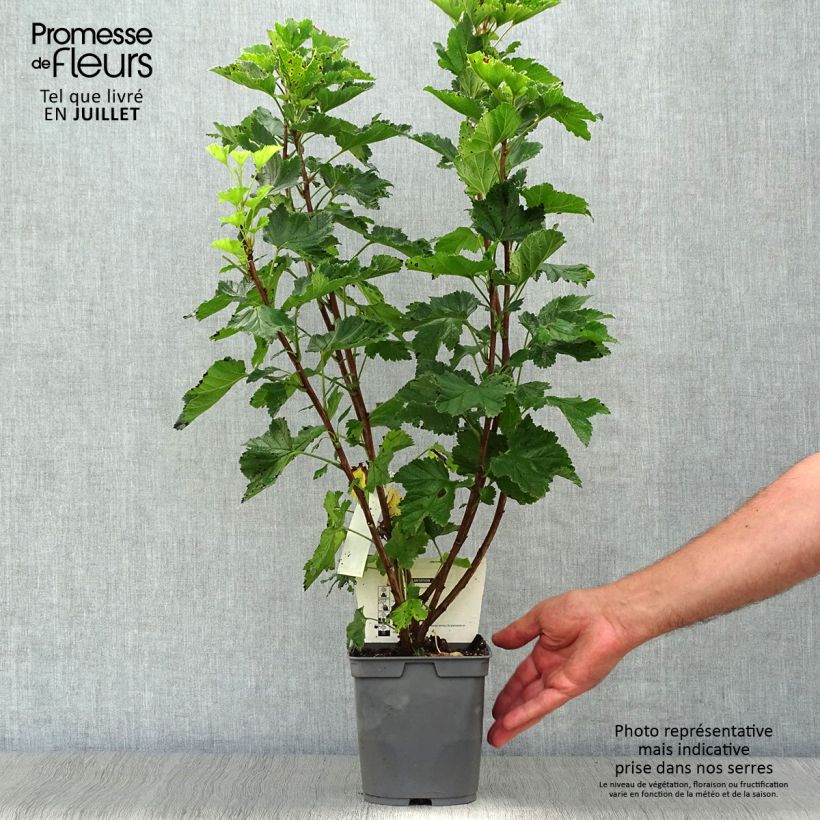 Ribes rubrum Rovada - Redcurrant 1.5L/2L pot, Bush sample as delivered in summer