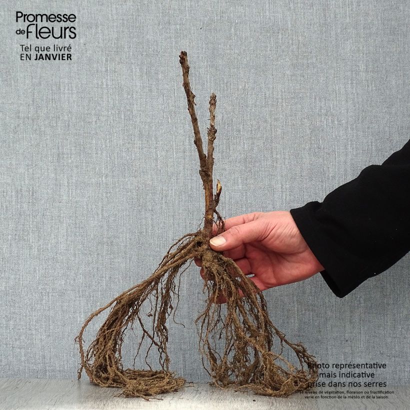 Ribes rubrum Rovada - Redcurrant Bare root sample as delivered in winter