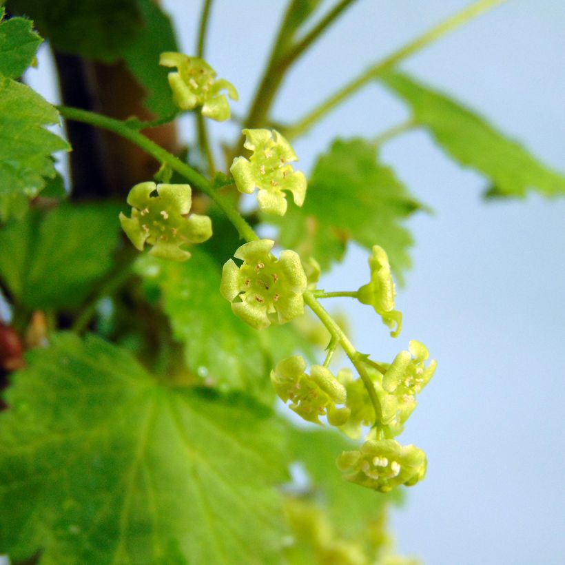 White Currant Versailles Blanche - Ribes rubrum (Flowering)