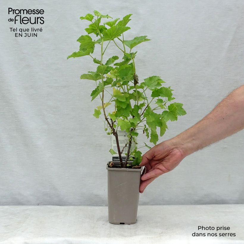 Ribes rubrum Blanka - Whitecurrant 1L/1.5L pot, Bush sample as delivered in summer