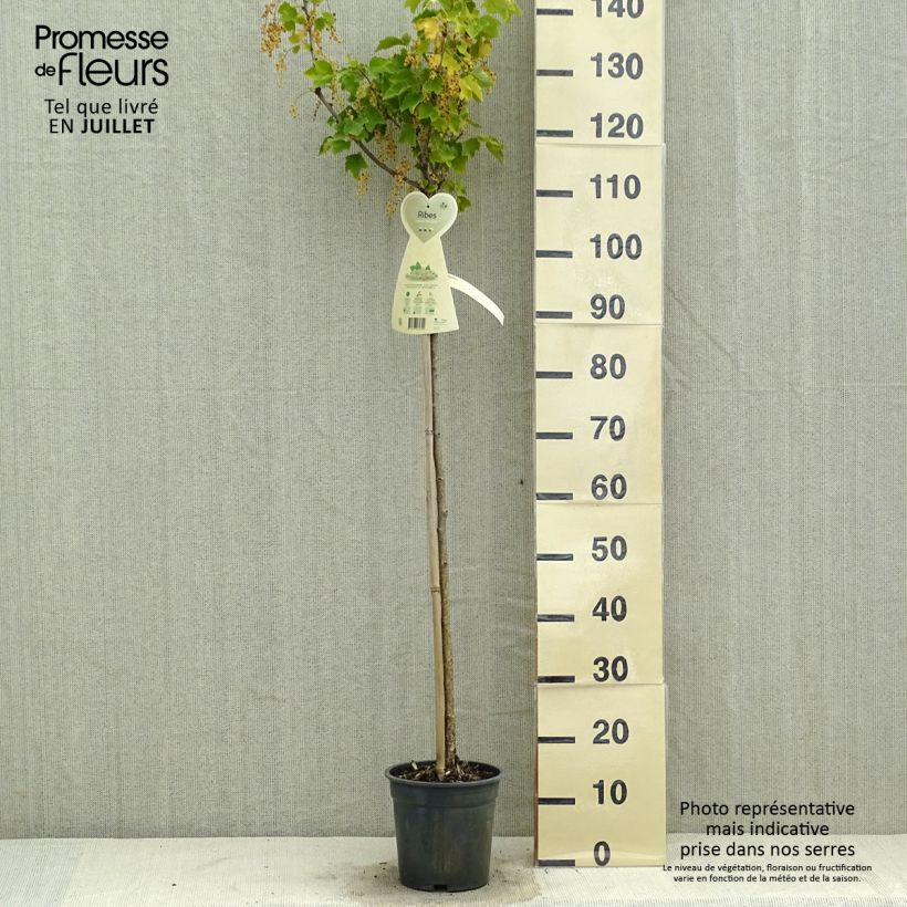 White Currant Werdavia - Ribes rubrum 2L/3L pot, Half standard sample as delivered in summer