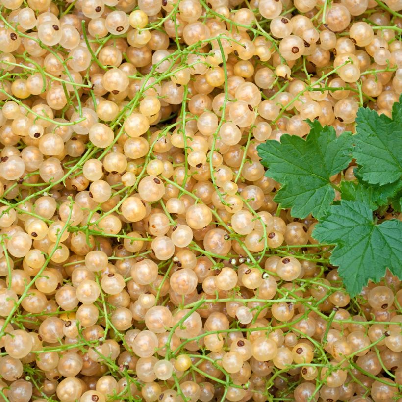 White Currant Werdavia - Ribes rubrum (Harvest)