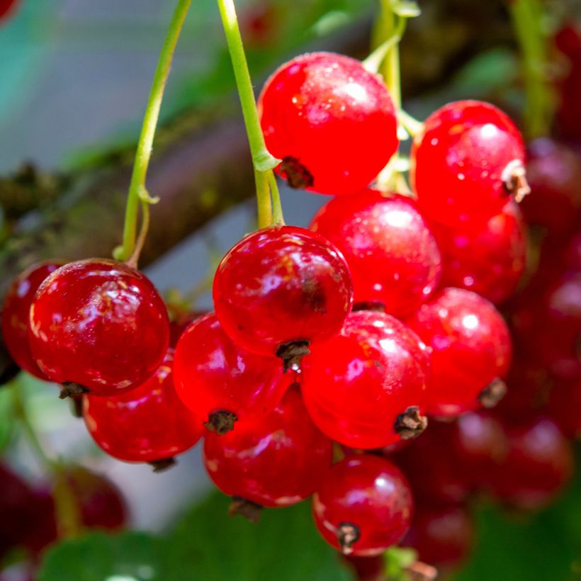 Redcurrant Delbard Giganta - Ribes rubrum (Harvest)