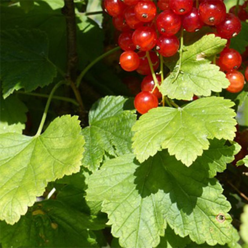 Ribes rubrum Junifer - Redcurrant (Foliage)