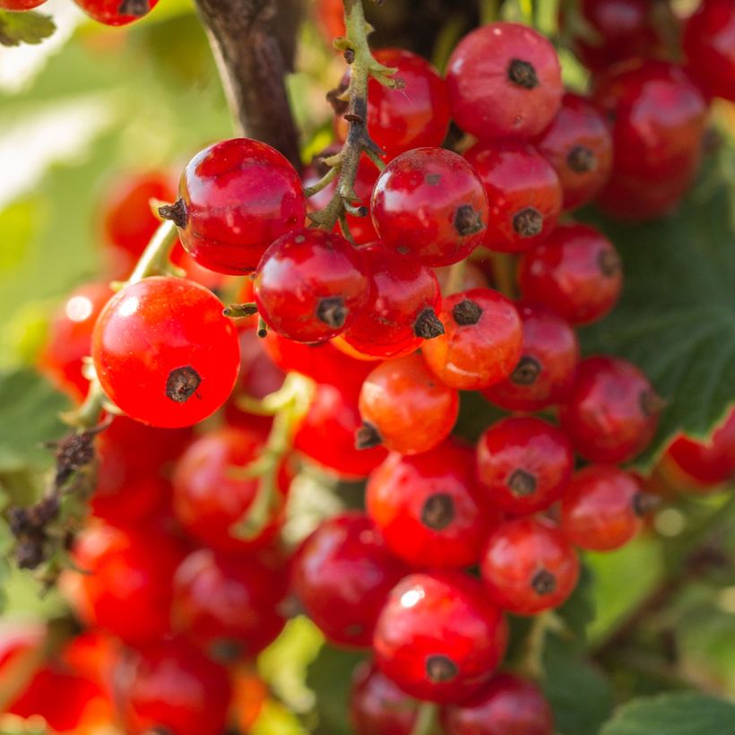 Redcurrant Premiere Raisin Deltir - Ribes rubrum (Harvest)