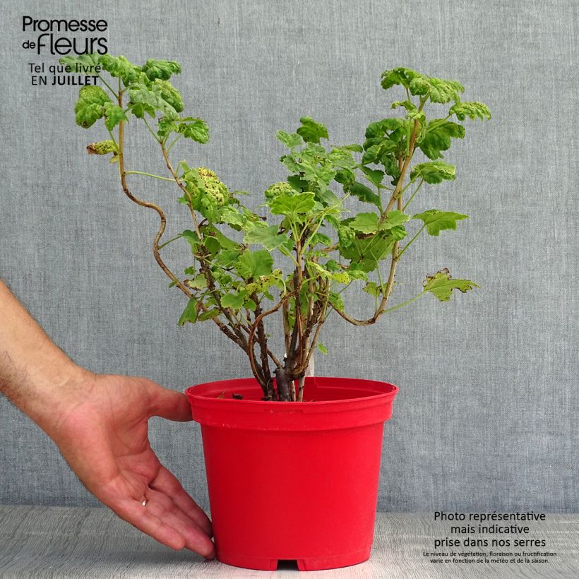 Redcurrant Versaillaise Redcurrant bush - Ribes rubrum 1.5L/2L pot sample as delivered in summer