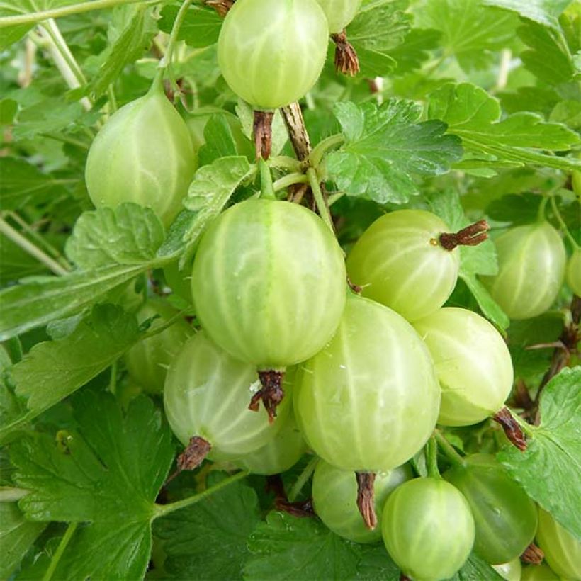 Gooseberry Easycrisp Lady Sun - Ribes uva-crispa (Harvest)