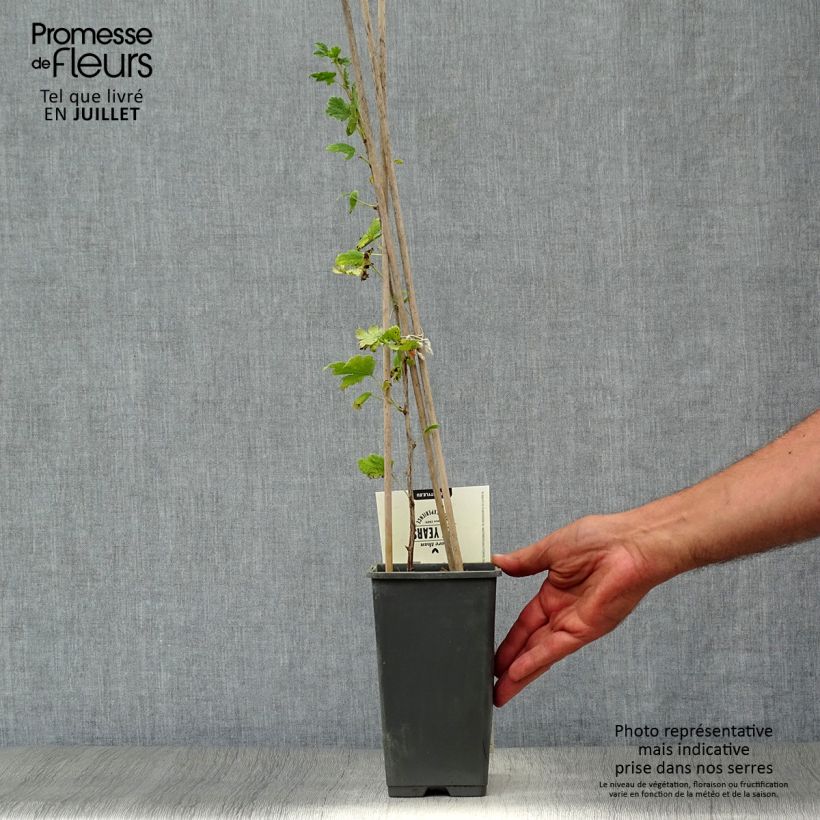 Gooseberry Captivator - Ribes uva crispa 1.5L/2L pot, Bush sample as delivered in summer