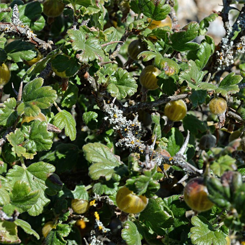 Gooseberry Golden Drop - Ribes uva-crispa (Foliage)