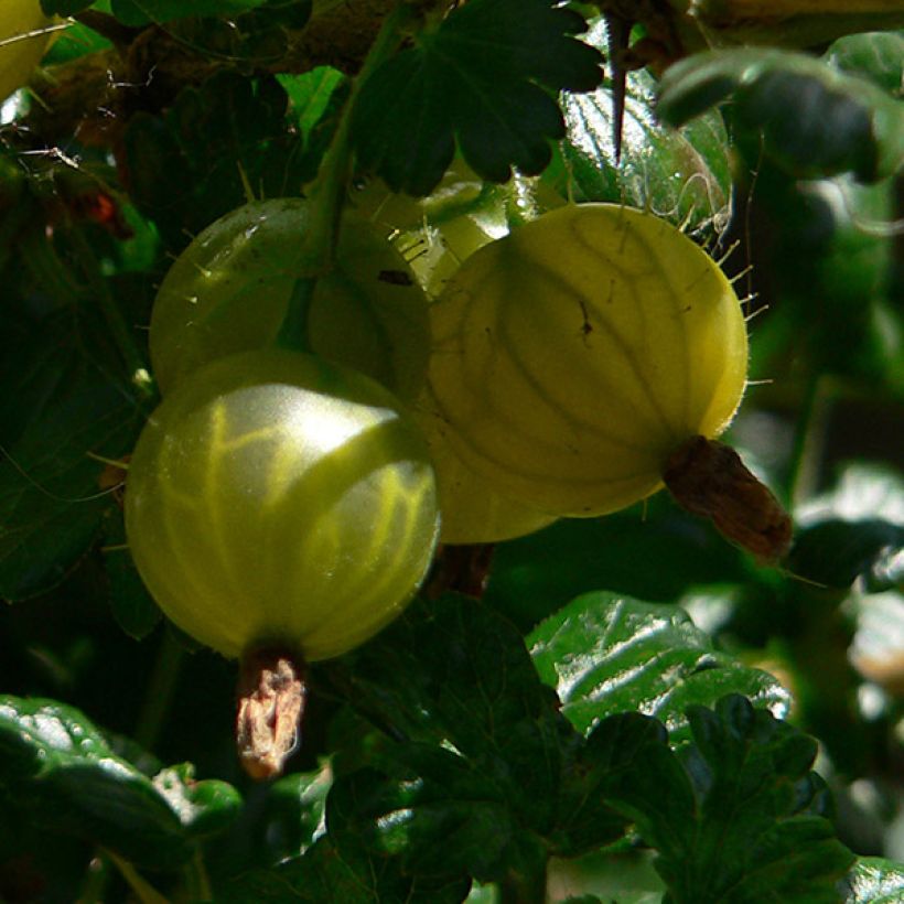 Gooseberry Golden Drop - Ribes uva-crispa (Harvest)