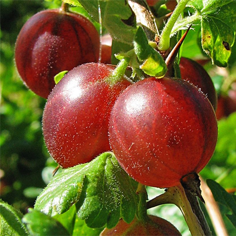 Gooseberry Hinnönmaki Röd - Ribes uva-crispa (Harvest)