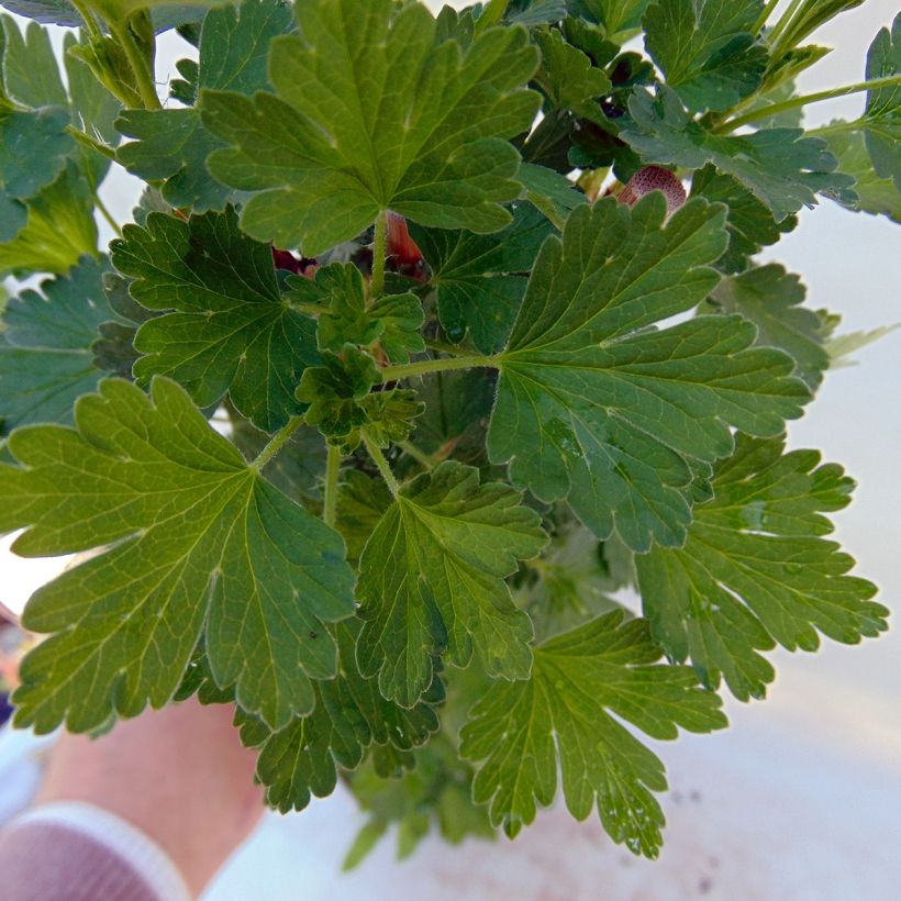 Organic Gooseberry Hinnonmaki Rod - Ribes uva-crispa (Foliage)