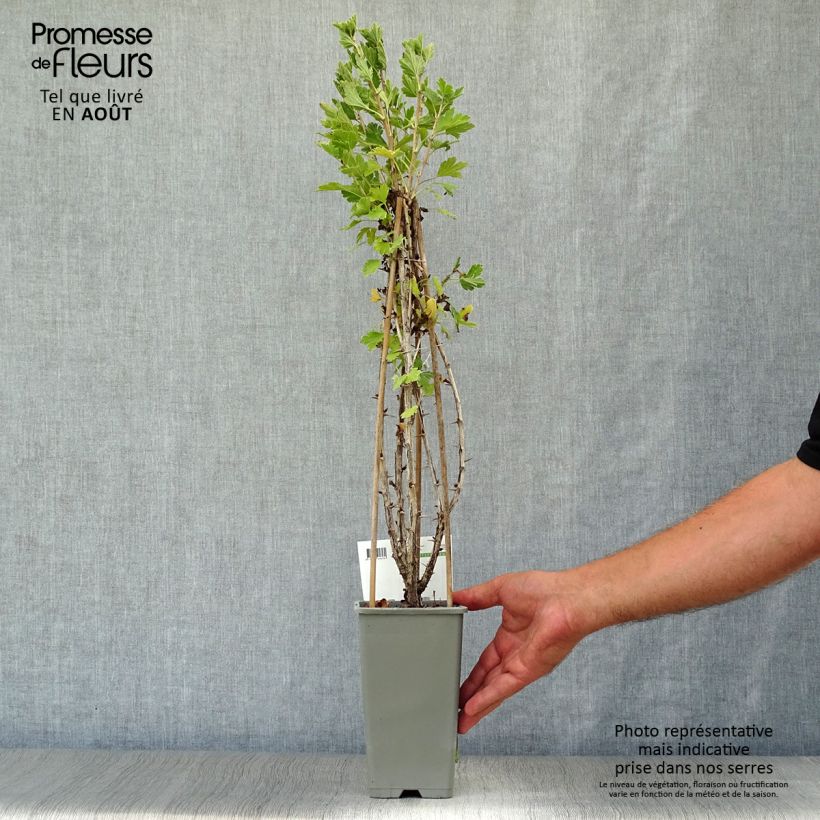 Organic Gooseberry Hinnonmaki Rod - Ribes uva-crispa 1.5L/2L pot, Bush sample as delivered in summer