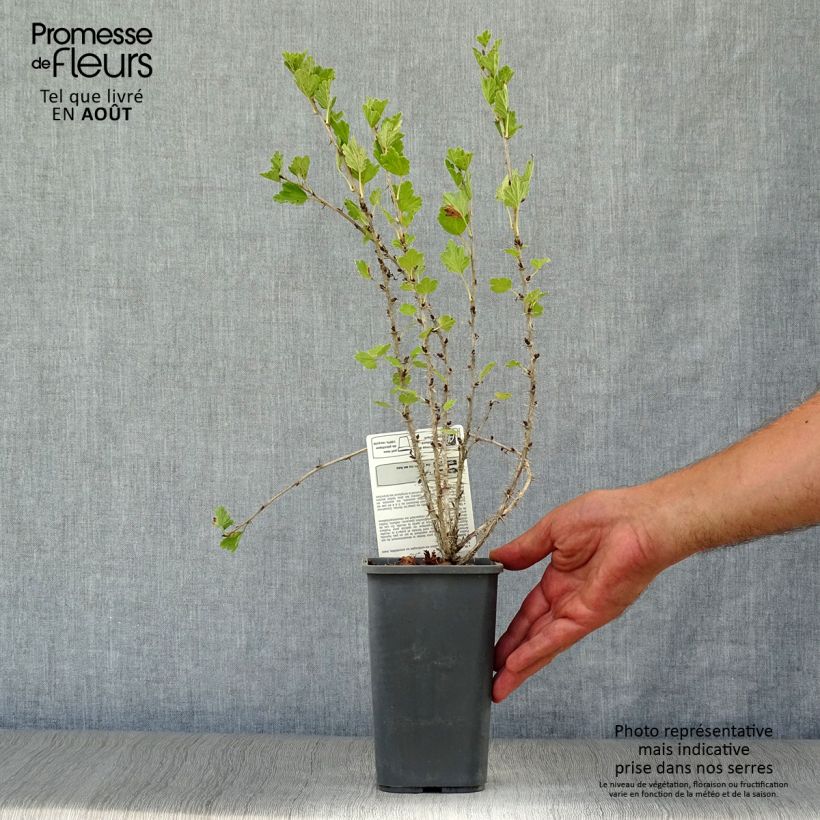 Gooseberry Hinnönmaki Röd - Ribes uva-crispa 1.5L/2L pot, Bush sample as delivered in summer