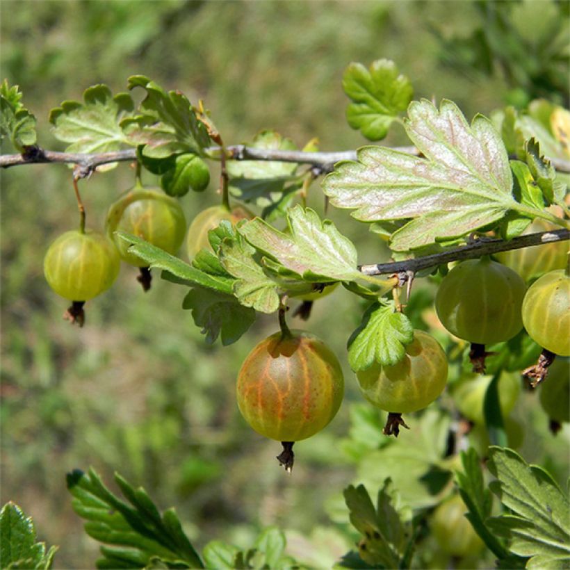 Gooseberry Green Hinnonmaki - Ribes uva-crispa (Harvest)