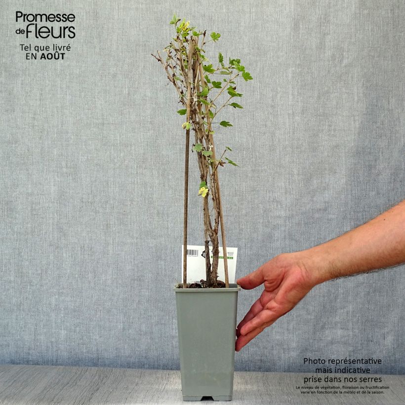 Gooseberry Green Hinnonmaki - Ribes uva-crispa 1.5L/2L pot, Bush sample as delivered in summer