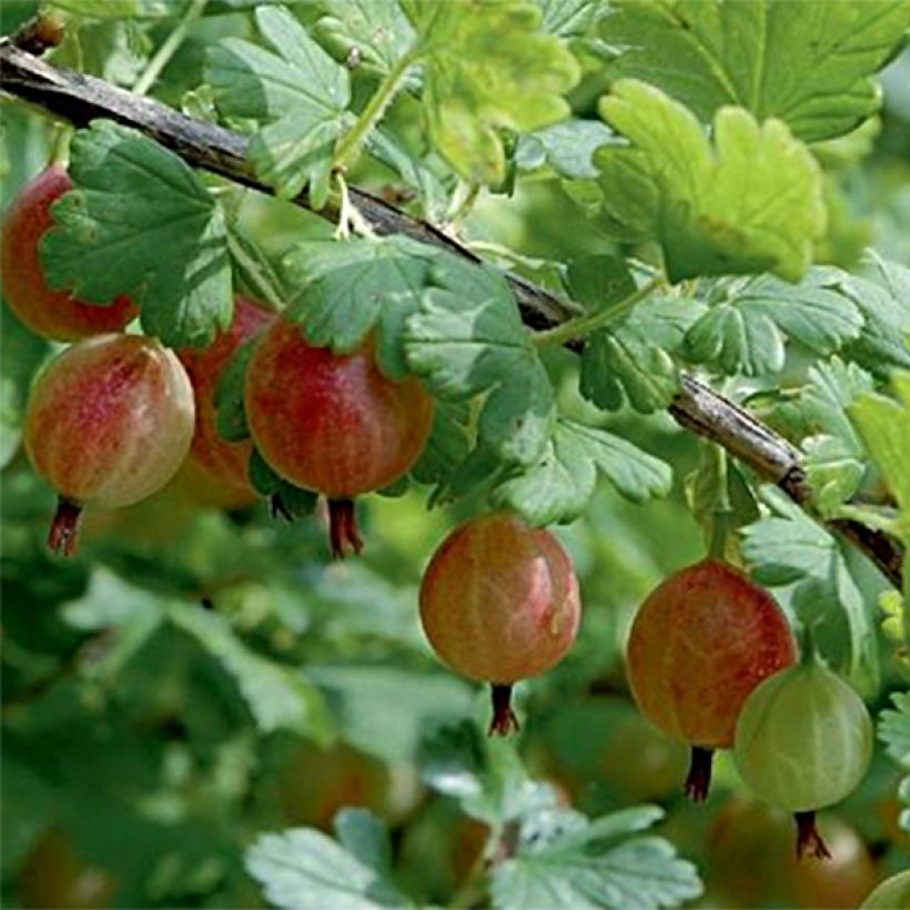 Gooseberry Bush Winham's Industry - Ribes uva-crispa (Harvest)