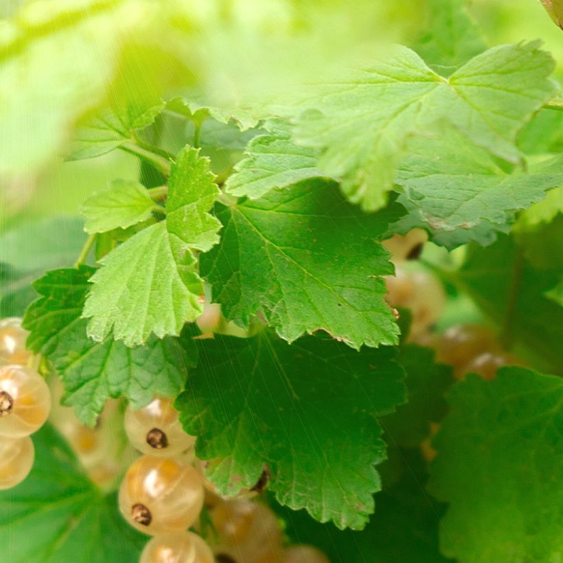 White Currant Witte Parel or White Pearl - Ribes rubrum (Foliage)