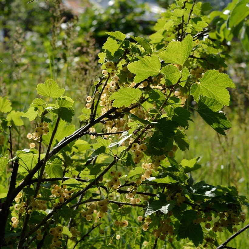 White Currant Witte Parel or White Pearl - Ribes rubrum (Plant habit)