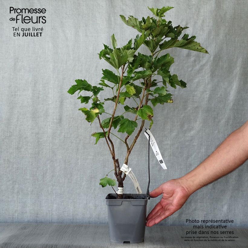 Redcurrant Mactor - Georges Delbard 2L/3L pot, Bush sample as delivered in summer