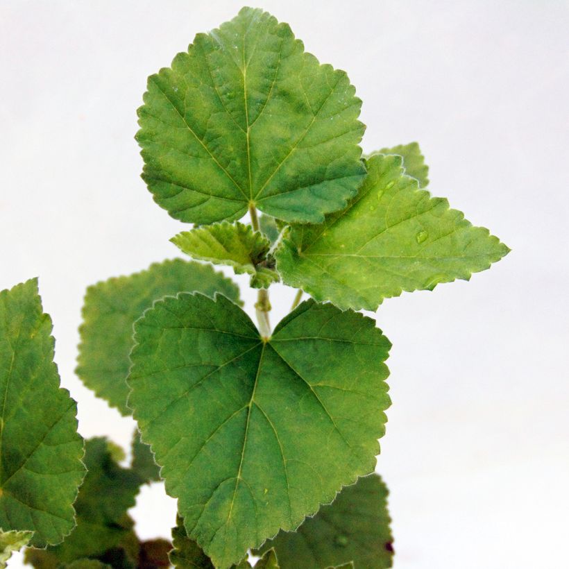 Althaea officinalis (Foliage)