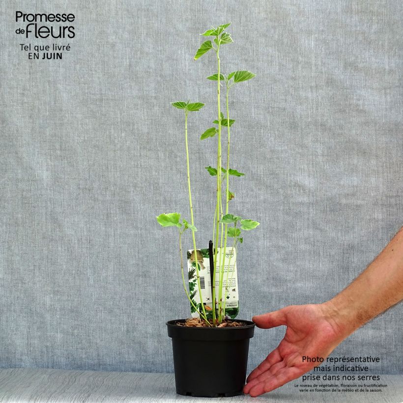 Althaea officinalis 1.5L/2L pot sample as delivered in summer