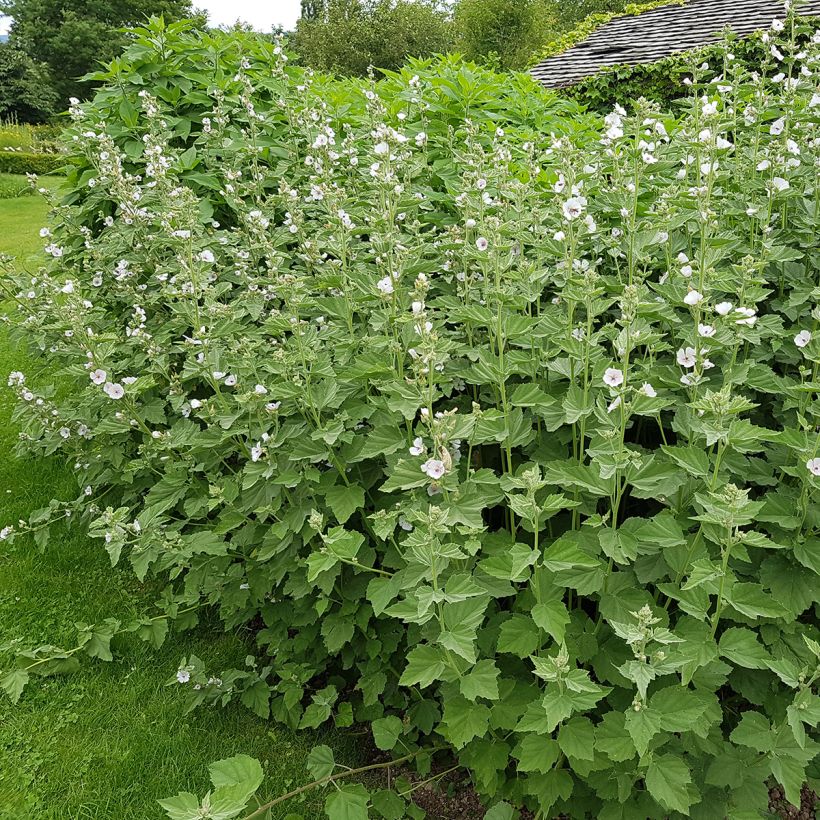 Althaea officinalis (Plant habit)