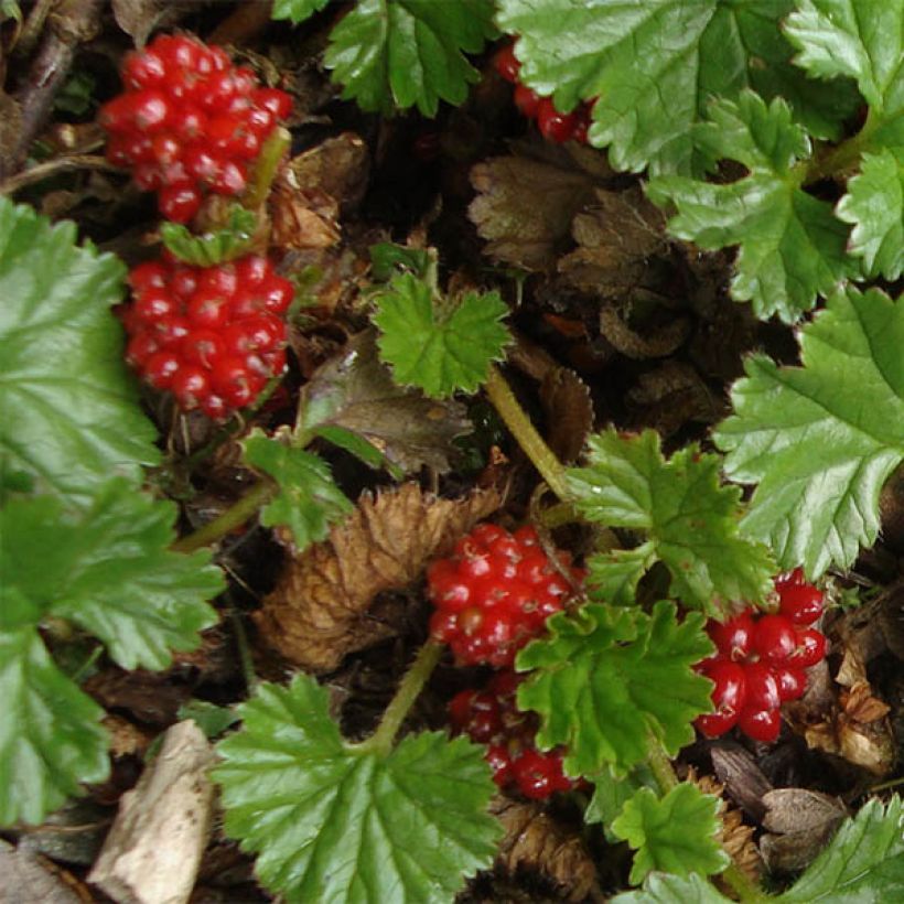 Gunnera magellanica (Flowering)