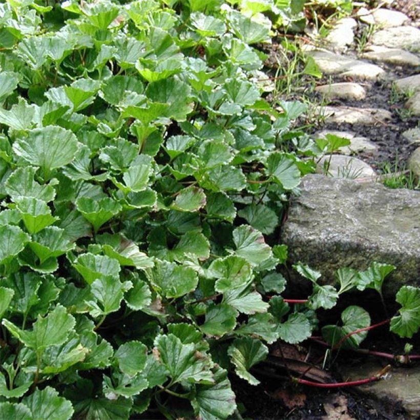 Gunnera magellanica (Plant habit)