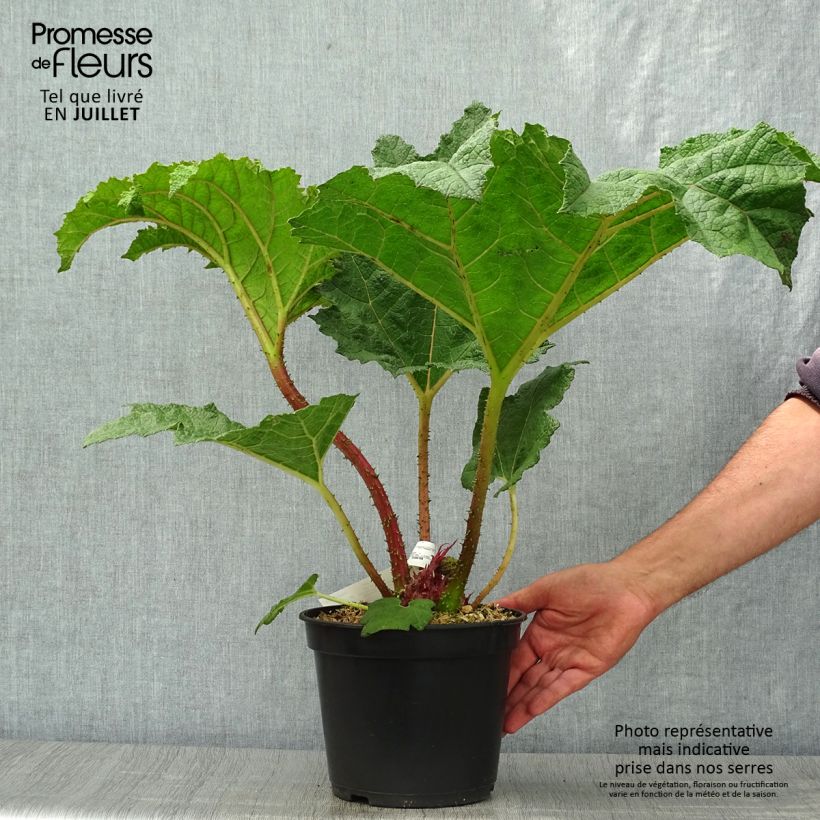 Gunnera manicata - Brazilian Giant-rhubarb 3L/4L pot sample as delivered in summer