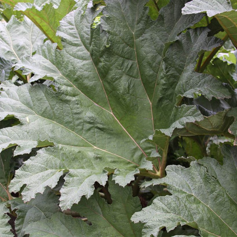 Gunnera tinctoria - Chilean Rhubarb (Foliage)