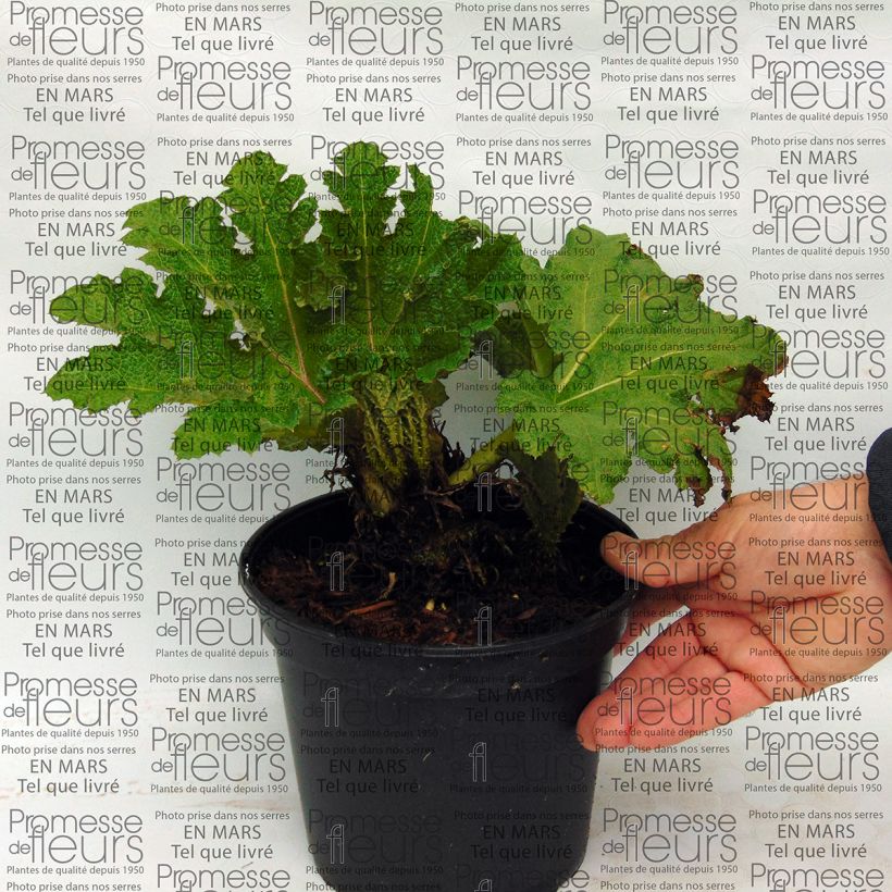 Example of Gunnera tinctoria - Chilean Rhubarb specimen as delivered